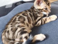 Wunderschöner Bengalkater mit Stammbaum