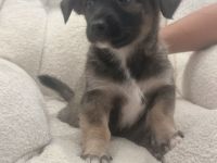 Liebevolle Hundewelpe suchen neues Zuhause