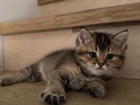 Britisch Kurzhaar Kitten suchen ein liebevolles Zuhause