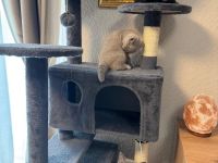 Nur noch 2 Bkh kitten verfügbar