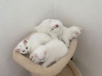 🐾 Wunderschöne Britisch Kurzhaar (BKH) Kitten suchen ein liebevolles Zuhause 🐾