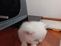 Reinrassige BKH Kitten