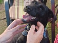 Amber sucht ein aktives Zuhause