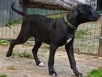 Labrador Mischling  welpe
