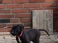 Labrador welpen Mischling