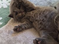 Britisch Kurzhaar Kitten