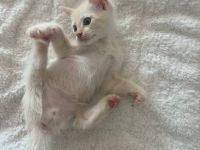 Don Sphynx
