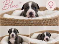 American Bully Welpen