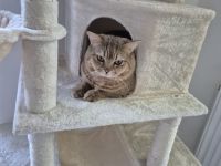 Deckkater Tiger