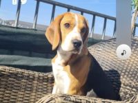 Beagle 5jahre jung