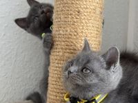 Bkh kitten
