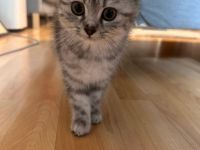 BKH Kitten