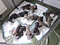10 reinrassige cane corso welpen geb.8.6.2026