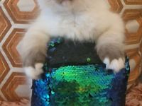 Ragdoll Kitten Abgabe ab sofort
