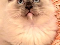 Ragdoll Kitten Abgabe ab sofort