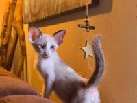 Wunderschöne Orientalisch Kurzhaar Kitten OKH, Havana, Ebony, Bicolor & Snowshoe