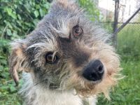 Sanfte liebenswerte Livie sucht ihre Menschen
