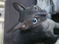 Sphynx Canadian Sphynx