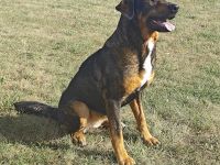 Liebe Schäferhund - Mix - Hündin sucht ihr Für - immer - Zuhause