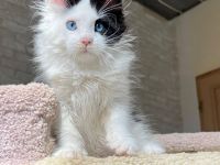 Bezaubernde, flauschige und wunderschöne Maine-Coon-Kätzchen