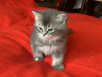 Graublaues Katzenmädchen im BKH-Typ – sanfter Blick, besondere Ausstrahlung
