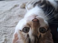 Bengal mix Katerchen sucht euch!