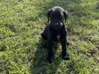 Golden Retriever-Malinois Mix Welpen