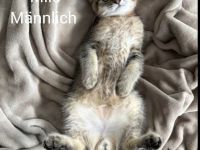 Drei süße Babykatzen suchen ein liebevolles Zuhause