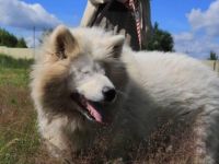 Blinde, aber lebensfrohe Samojedenhündin Bella