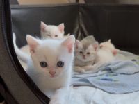 Weiße BKH Katzenbabys