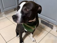 Staffordshire Bullterrier