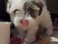 Malteser-Biewer Yorkshire Terrier Mix