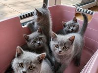 BKH Kitten