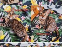 Bengal Kitten suchen Liebevolles Zuhause!