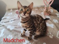 Wunderschöne Bengalkätzchen suchen liebevolle Familien !
