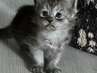 4 Maine Coon Mischlingskitten suchen noch ein neues Zuhause