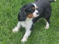 Cavalier King Charles Mädchen
