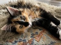 2 Wunderschöne Maine-Coon/Sibirische Waldkatzen Kitten (Je 650EUR)
