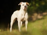 American Bulldog Hündin „Pauline“ sucht ein liebevolles und kompetentes Zuhause