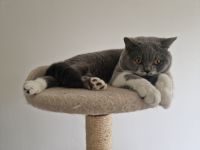 Deckkater mit Sammbaum. Kein Verkauf.