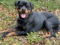 Schweren Herzens suchen wir für unsere geliebte dreijährige Rottweiler-Hündin ein neues Zuhause. ❤️