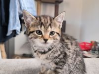 BKH + EKH Mixwelpen Kitten