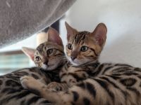 Abgabebereit Wunderschöne Bengalkitten mit Stammbaum