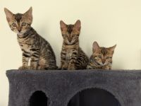 Wunderschöne Bengalkitten mit Stammbaum