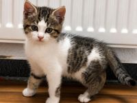 Hübsche Kitten suchen ihr Für - immer - Zuhause