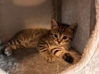 🐾 Wunderschöne BKH-Mix-Kätzchen suchen ein liebevolles Zuhause 🐾