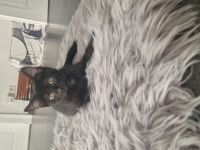 5 süße Katzen Babys