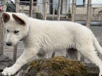 Weißer Schäferhund, Hündin, Welpe