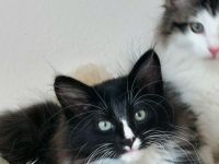Norwegische Waldkatze/ Norweger Kätzchen