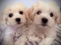 Bichon Frisé Malteser Welpen suchen ihr neues zuhause 🤍